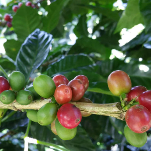 Why Is One Coffee More Expensive Than Another? Breaking Down the Cost of Coffee Beans
