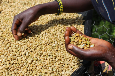 High or Low? The Role of Altitude in Coffee Taste