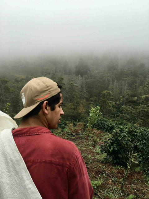 Coffee Growing Regions: A Journey Around the World