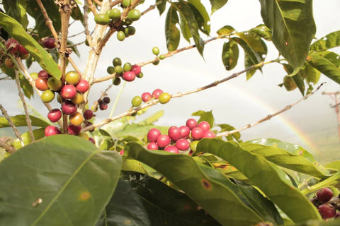 Nerdy guide to coffee flavors