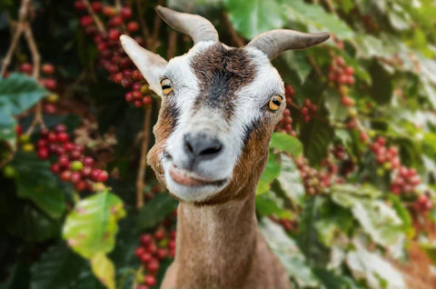 Coffee Legends: Goats, Monks, and World Domination