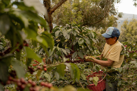 How Harvest Affects Flavor: Seasonality and Freshness in Specialty Coffee