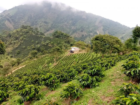 The World of Rare Coffee Varieties and What Makes Them Special?