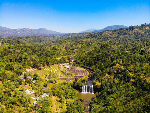 Bombe Abore - Light Roast