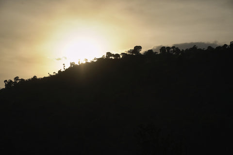 Chelbesa  - Light Roast