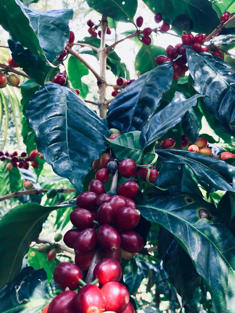 Sugarcane Decaf