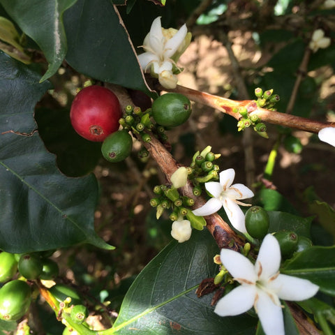 Huehuetenango - Organic