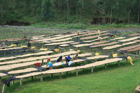 Kibingo washing station, Kayanza, Burundi