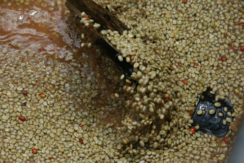 Coffee drying on raised beds at Kibingo, Burundi