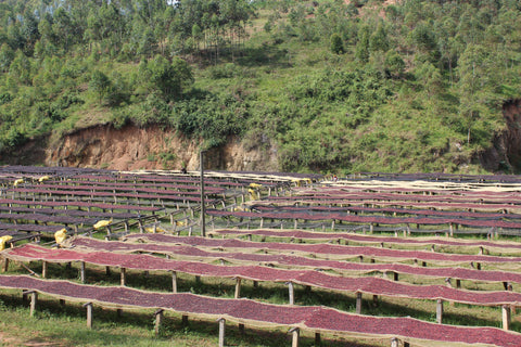 Kibingo washing station, Kayanza, Burundi